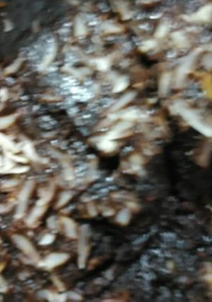 Foto resep Cheesebrownies