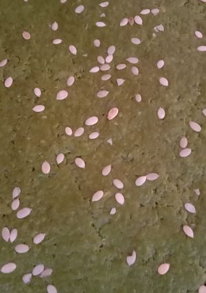 દુધી નો હલવો(dudhi no halvo recipe in gujarati) રેસીપી મુખ્ય ફોટો
