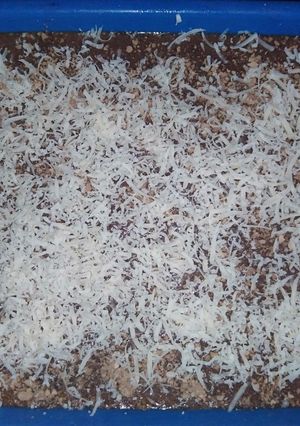 Foto resep Puding chocolatos toping sereal nestum + keju