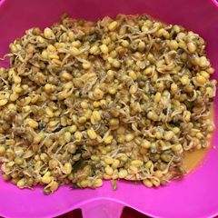 A picture of Moonga Gaathi sprouts subji Goa style.