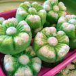 Putu ayu