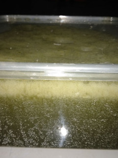 Foto resep Cincau hijau