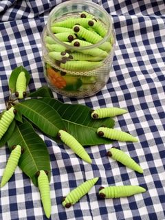 Foto resep Caterpillar Cookies unyu