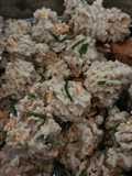 Pentol/siomay Proteina plus