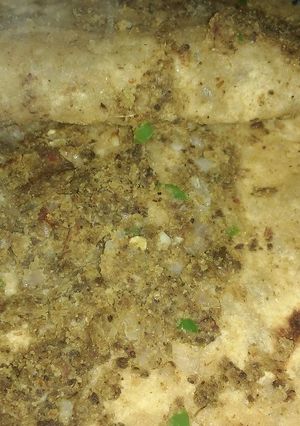 A picture of Sattu ka paratha.