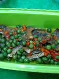 Ikan asin lencak