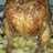 Pollo sentado a la cerveva