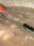ปลาร้าลอยปลาดุกกับข้าว
