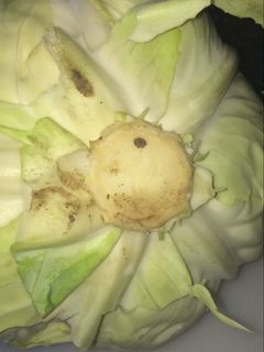 Una foto de Tip de como comprar un repollo nuevo