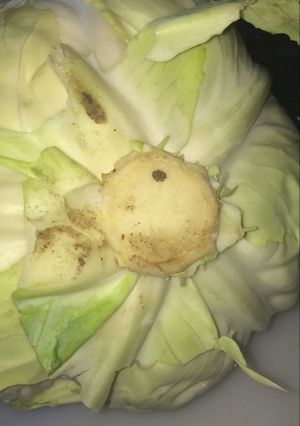 Una foto de Tip de como comprar un repollo nuevo