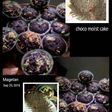 Choco moist cake no telur
