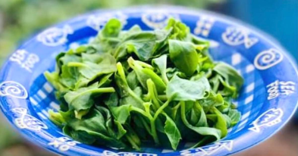 49 món rau rừng thơm ngon, đa dạng và dễ làm tại nhà - Cookpad
