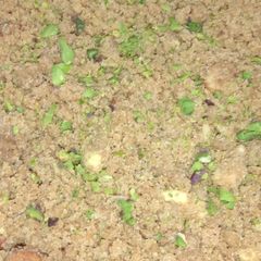 A picture of Dry fruits Panjiri.