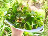 Gỏi rau càng cua tàu hủ ki (món chay)