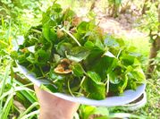Hình ảnh của salad lạnh