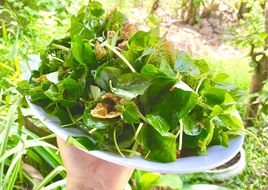 Gỏi rau càng cua tàu hủ ki (món chay)