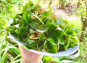 Hình của món Gỏi rau càng cua tàu hủ ki (món chay).