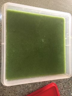 Foto resep Dodol agar pandan enndess