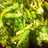 Sautéed Broccoli with garlic and red pepper flakes 