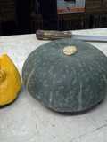 CUCURBITA MAXIMA tipo mantovana.... TORTELLI DI ZUCCA ALLA MANTOVANA