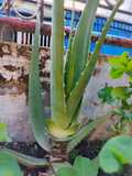 Es lemon lidah buaya