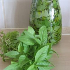 A picture of Fresh basil throughout the winter.