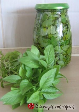A picture of Fresh basil throughout the winter.