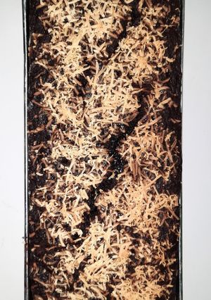 Foto resep Brownis Pisang Nyoklat