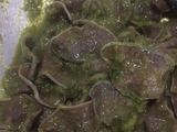 Lidah Sapi Tumis Cabe Ijo
