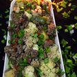 Chinese style Qeema veggies
