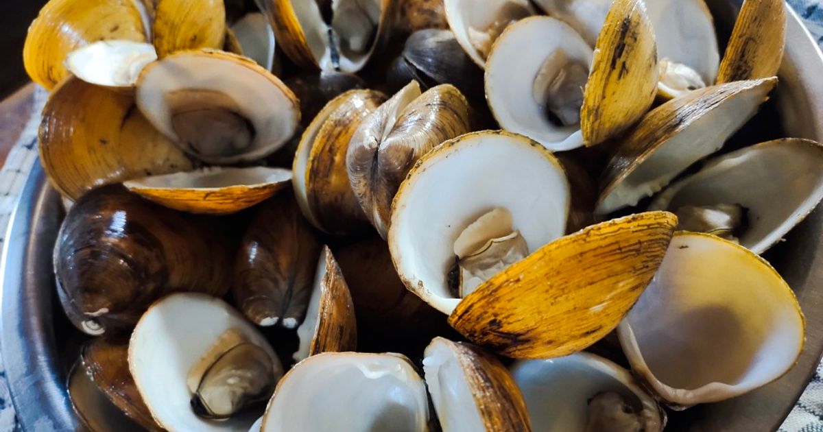 Resep Kerang Kappa Kukus Enak Banget Banget oleh Darren Lin - Cookpad