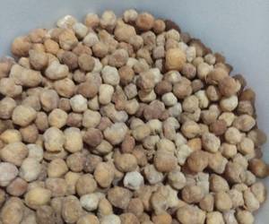 Masakan Populer Kacang telor manis Hari Ini Masakan Populer Kacang telor manis Hari Ini