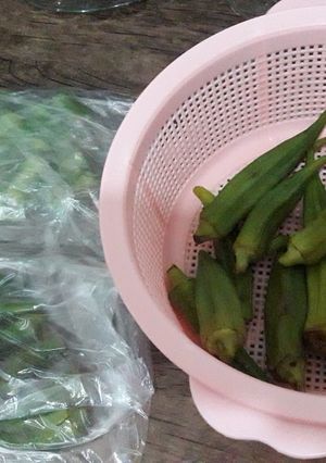 عکسی از دستور بامیه های من برا فریز کردن☺