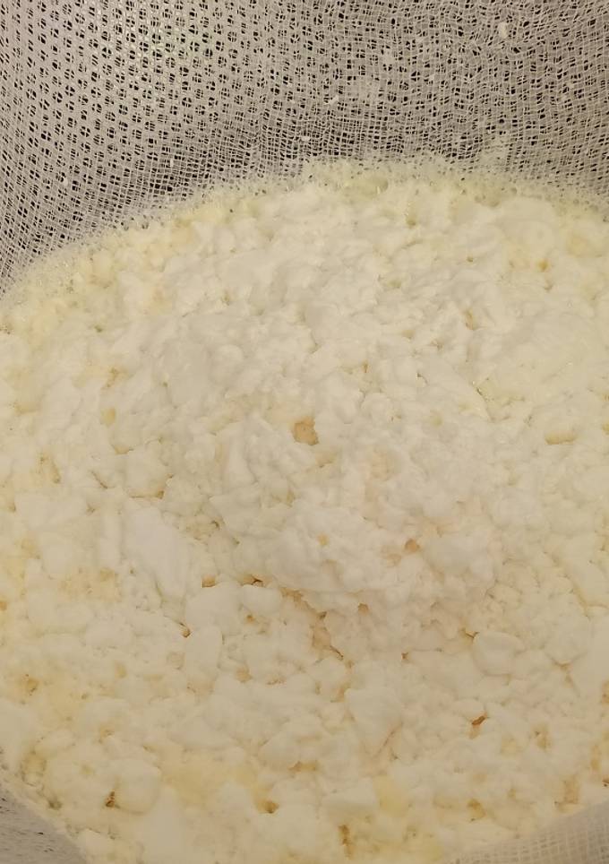 Домашній коров'ячий сир