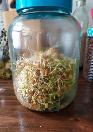 Una foto de Brotes de lenteja