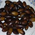 كستناء (البلوط)