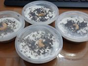 Gambar puding blackforest