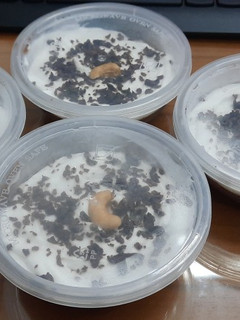 Foto resep Puding Blackforest