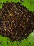 Belalang goreng😍. Orang rangkas pasti tau. Enak gera geh cobaan
