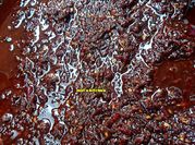 Gambar sambal bebek madura