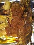 Grilled croaker and bole (roasted plantain)