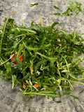 Steve’s Arugula Salad with Light Zesty Dressing
