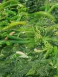 Tumis daun labu kencur gurih bumbu iris