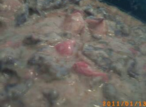 Una foto de Higaditos de pollo saltado