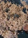 Bumbu Urap