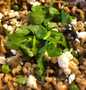 Easy Way Make Mushroom and pea spelt risotto the So Delicious Perfect