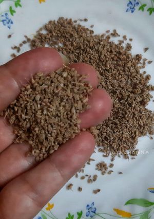 A picture of Nimbu Ajwain.
