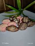 Chocolate Praline