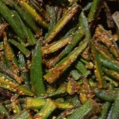 Kurkuri bhindi A picture of Kurkuri bhindi.