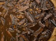 A picture of gan bò rim